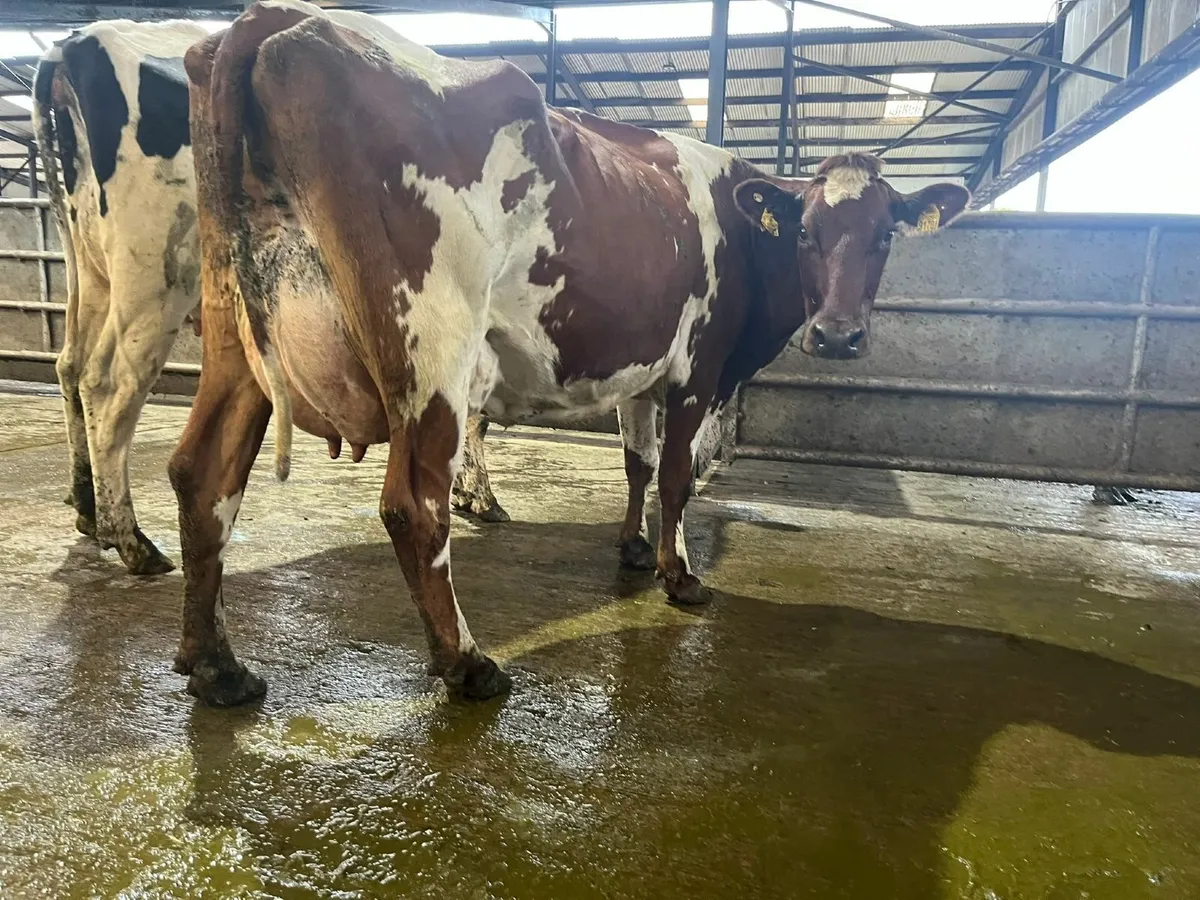 Fresh Calved Cows - Image 4