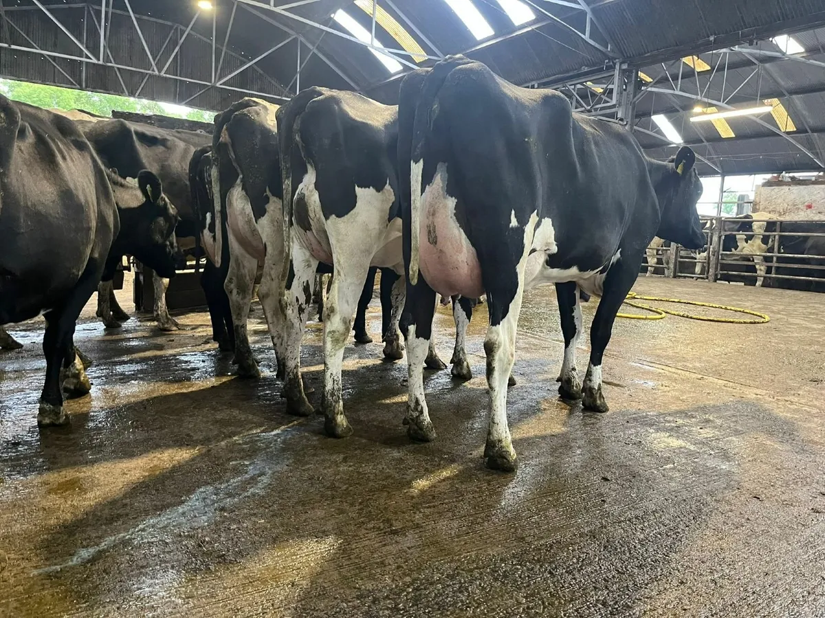 Fresh Calved Cows - Image 1