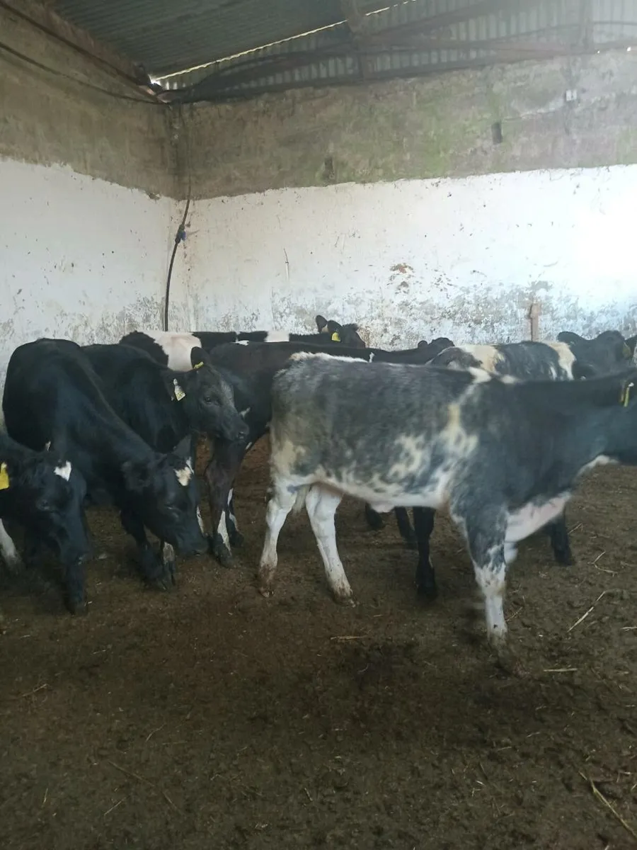 💥💥SUPER SHORTHORN COW BUNDLE💥💥 - Image 2