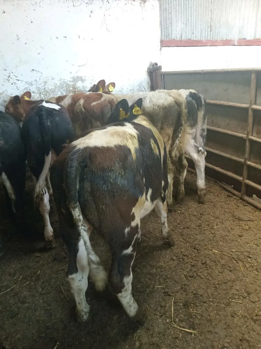 💥💥SUPER SHORTHORN COW BUNDLE💥💥 - Image 3