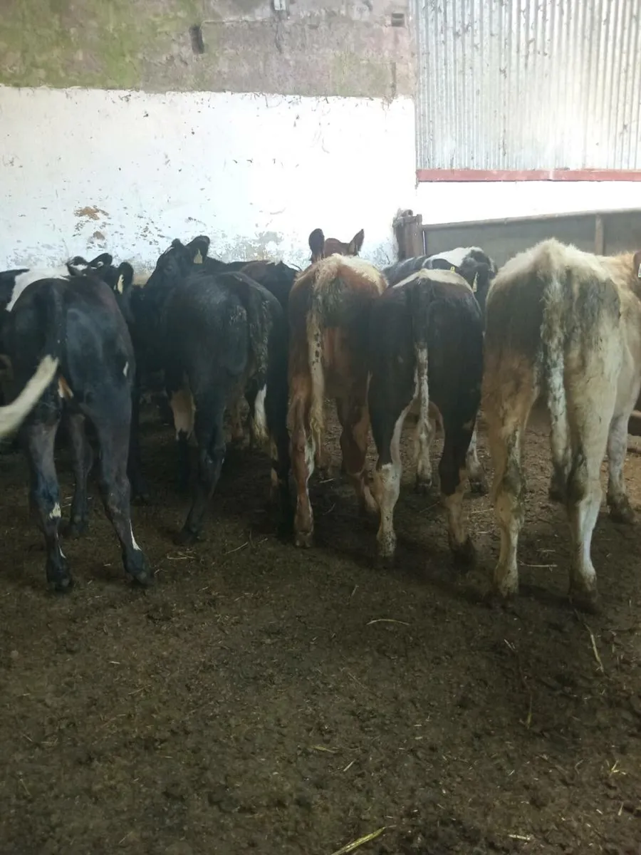 💥💥SUPER SHORTHORN COW BUNDLE💥💥 - Image 4