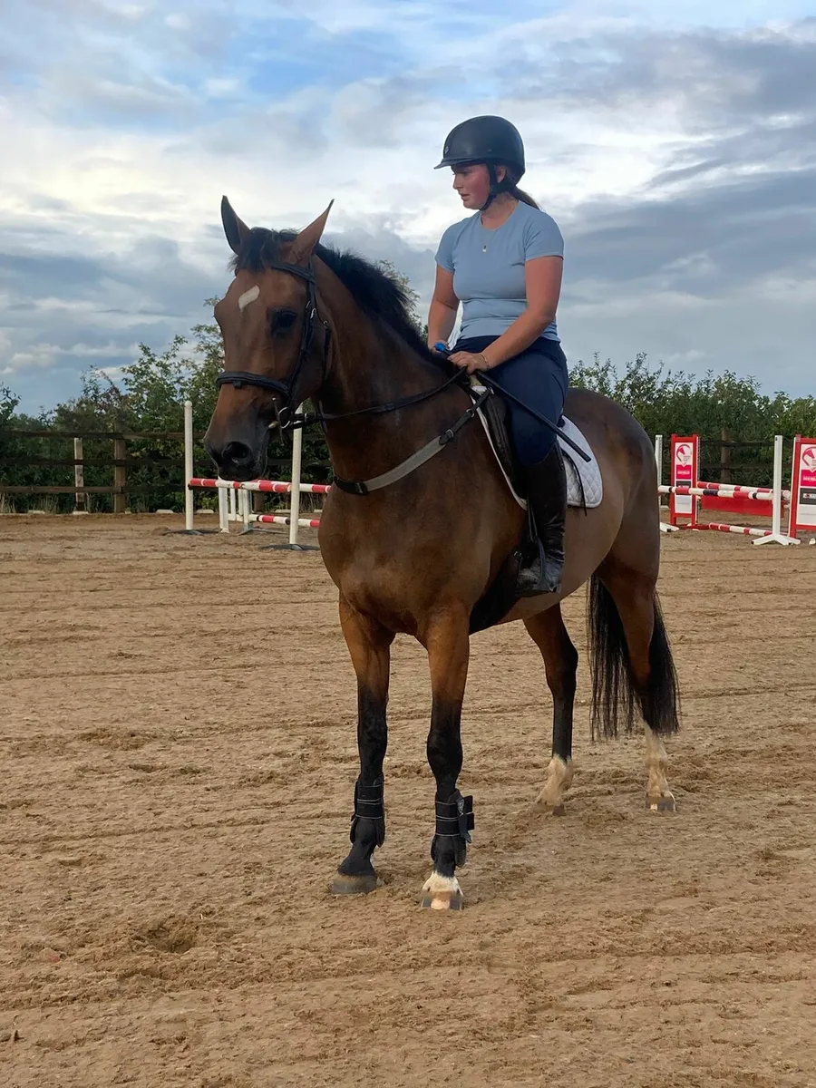 5 yr old filly, Lot no 173 Wed 3rd Sept Goresbridg - Image 1