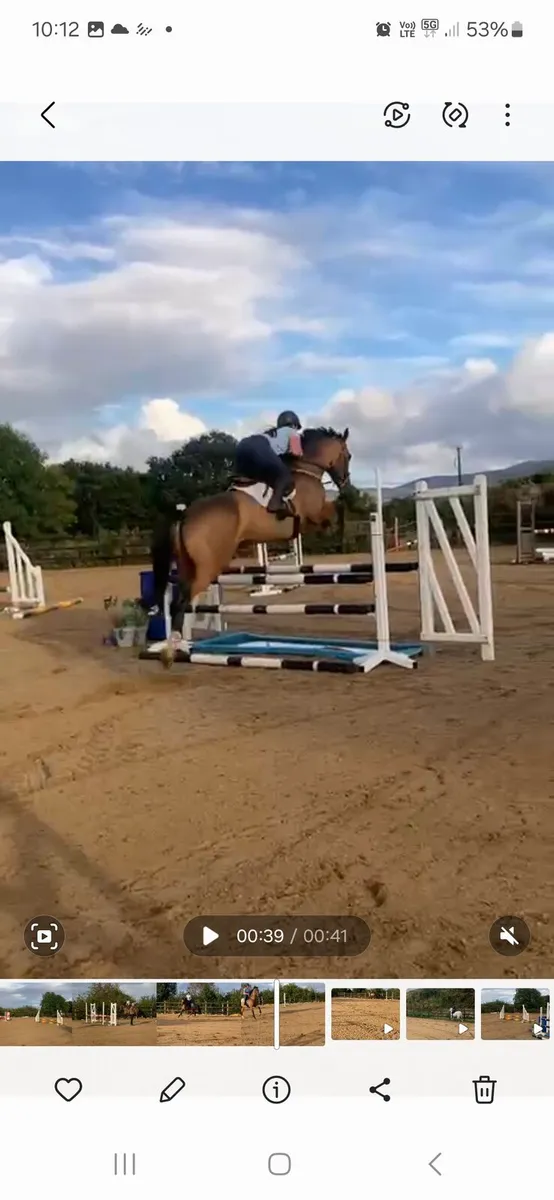 5 yr old filly, Lot no 173 Wed 3rd Sept Goresbridg - Image 2