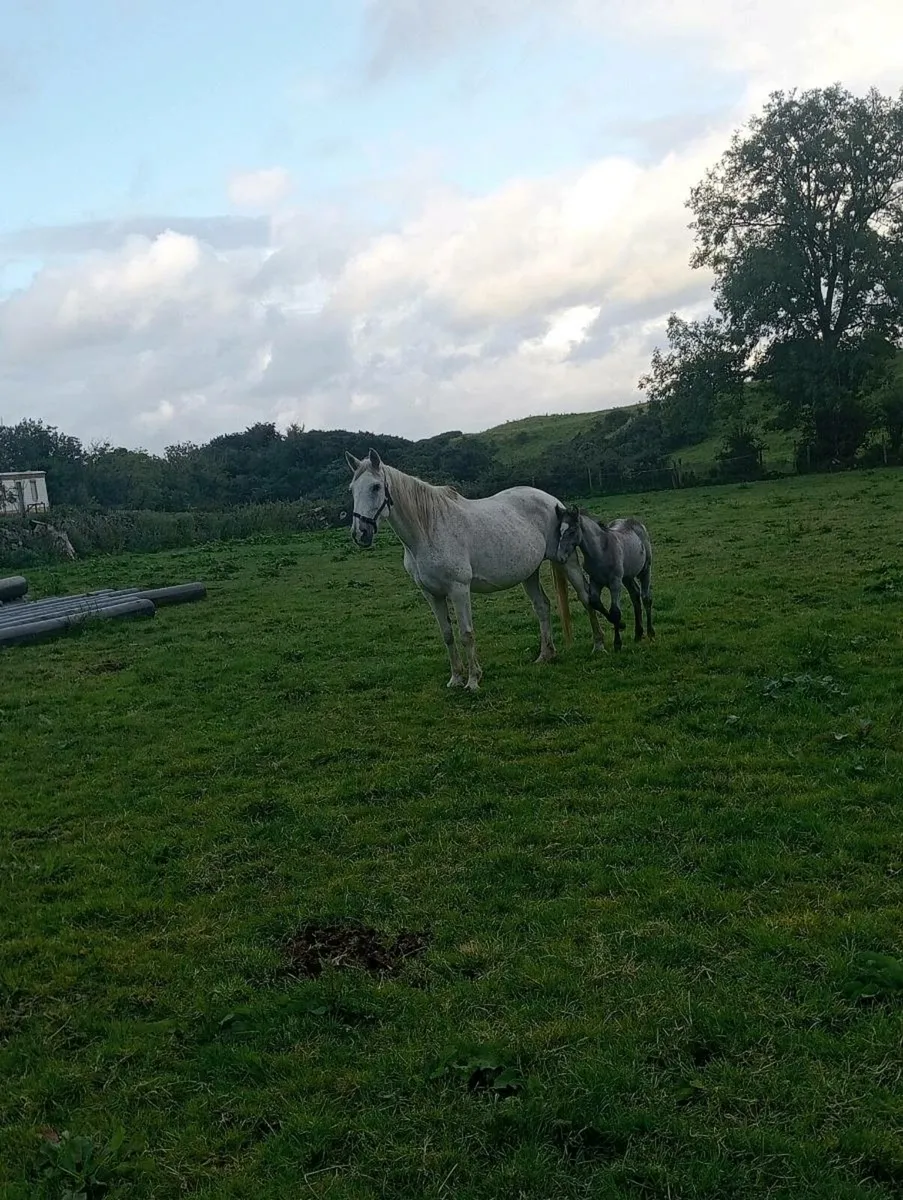 Draught mare's with conamara foals - Image 1