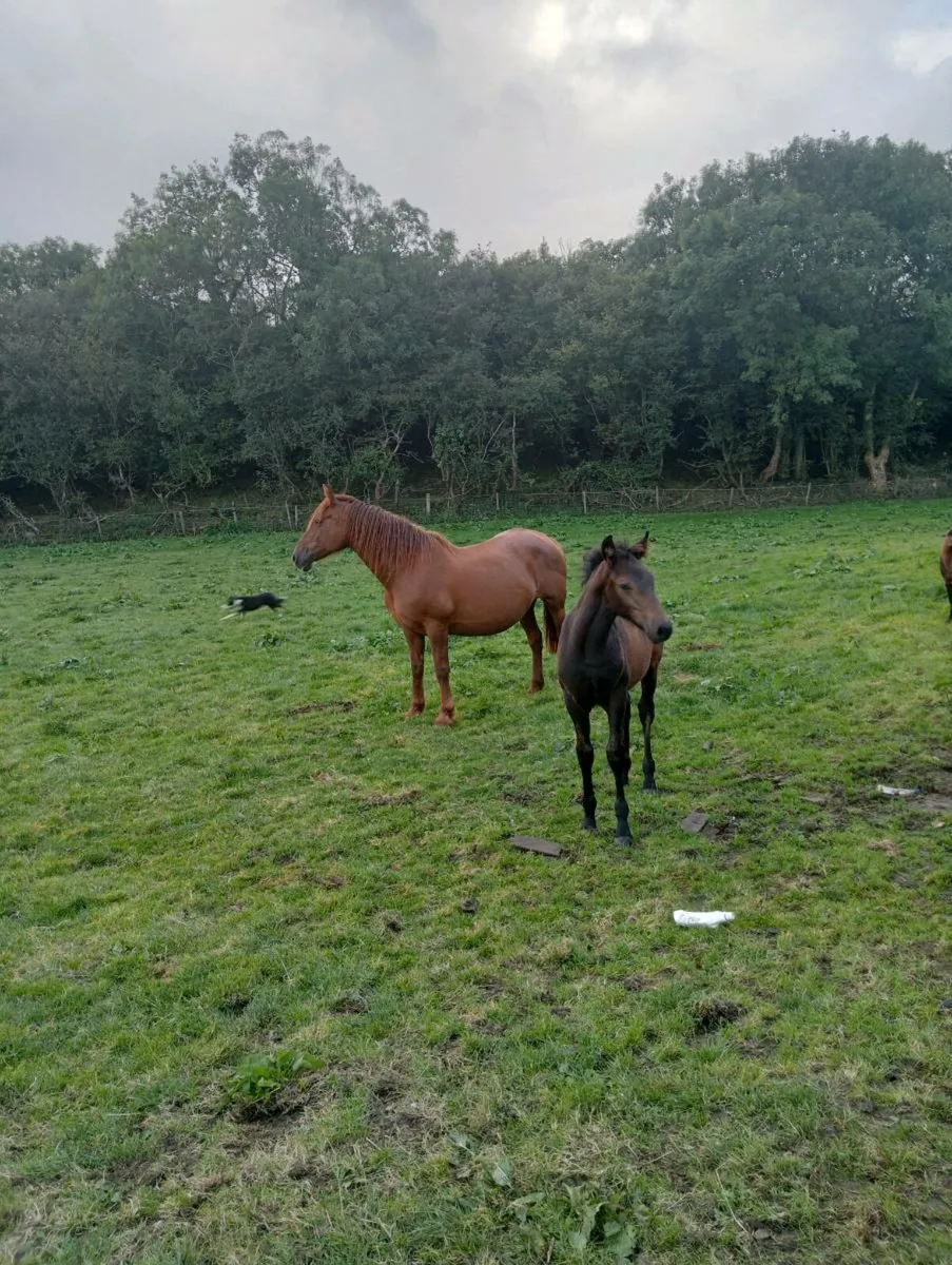 Draught mare's with conamara foals - Image 2