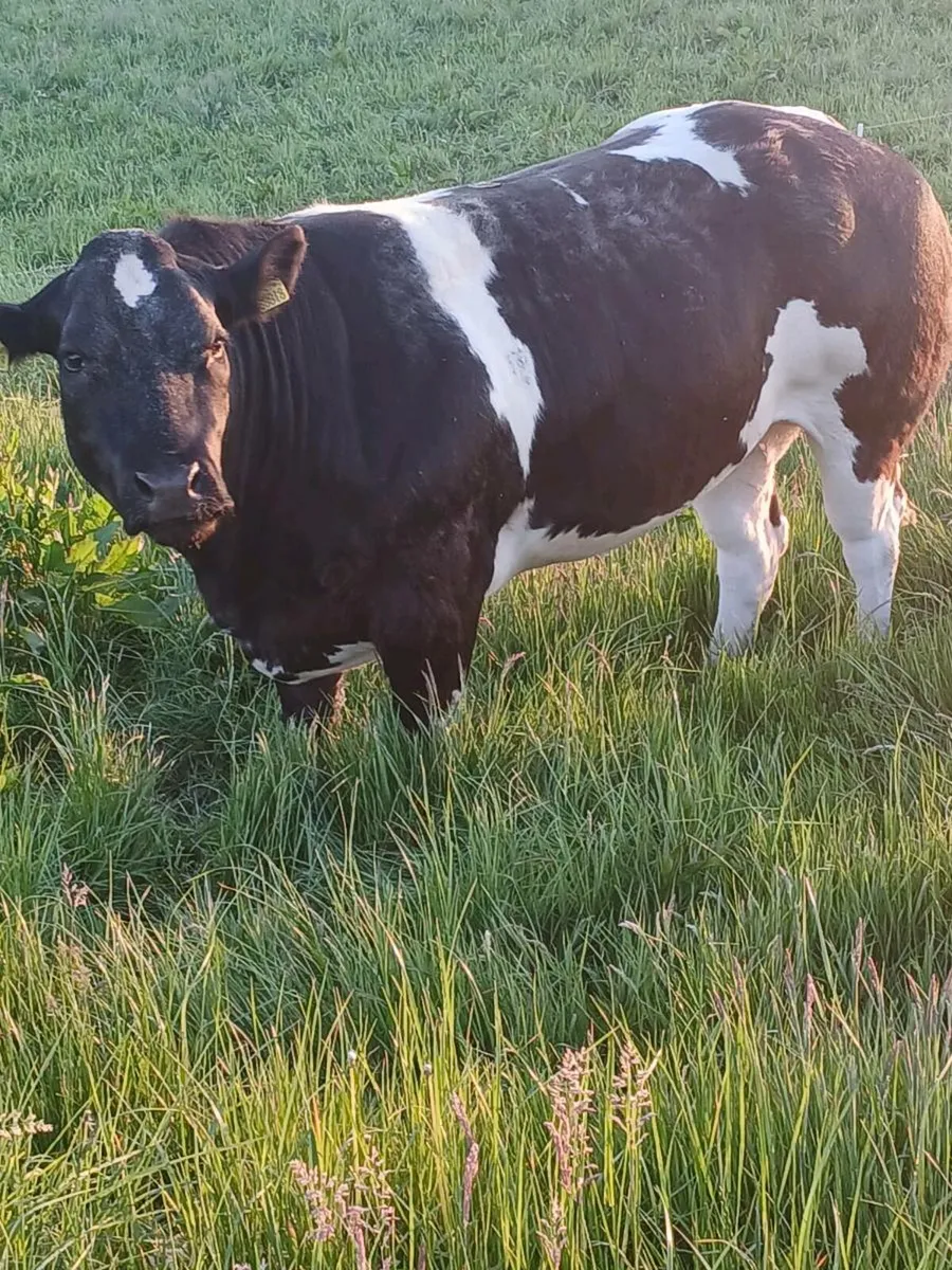 9 in calf heifers - Image 1