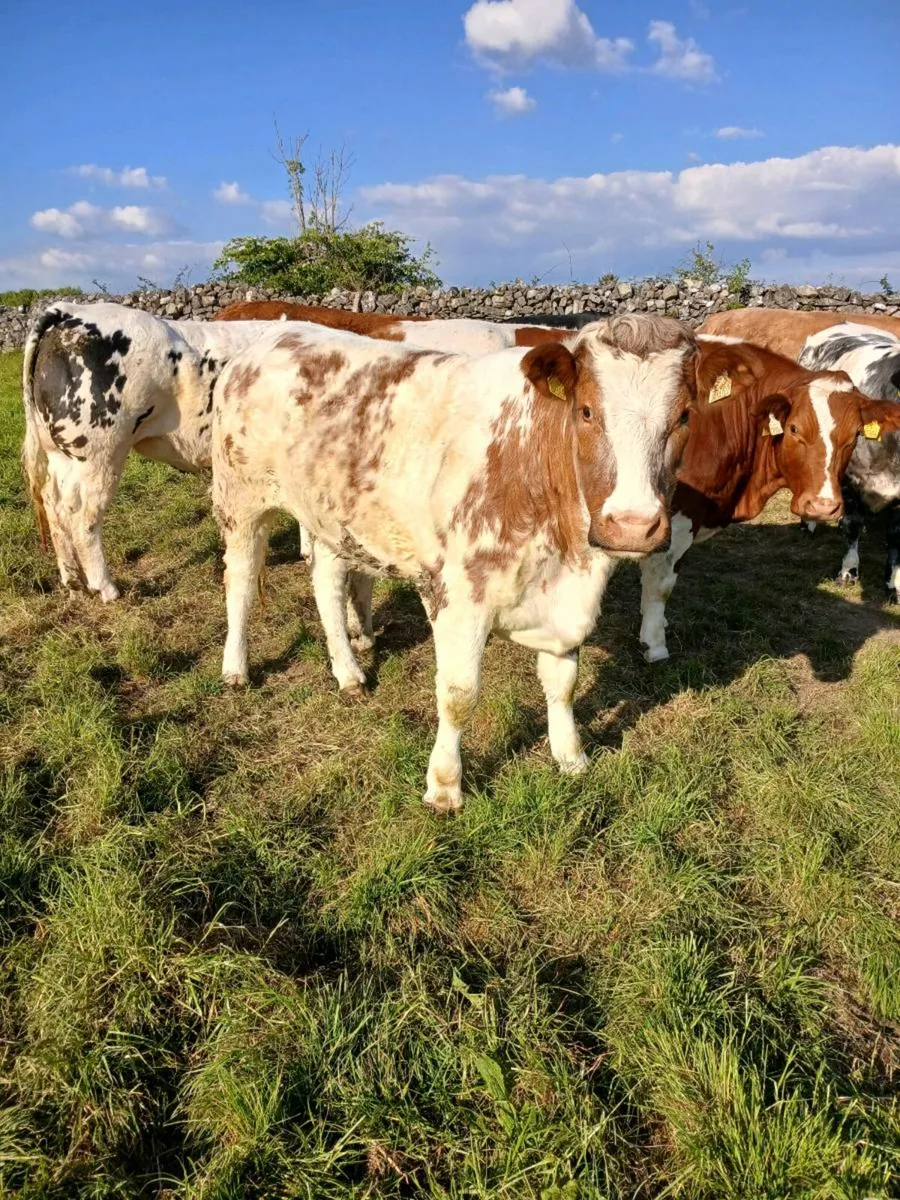 9 in calf heifers - Image 2
