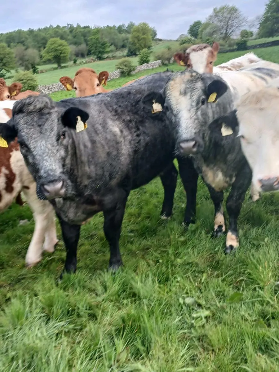 9 in calf heifers - Image 3