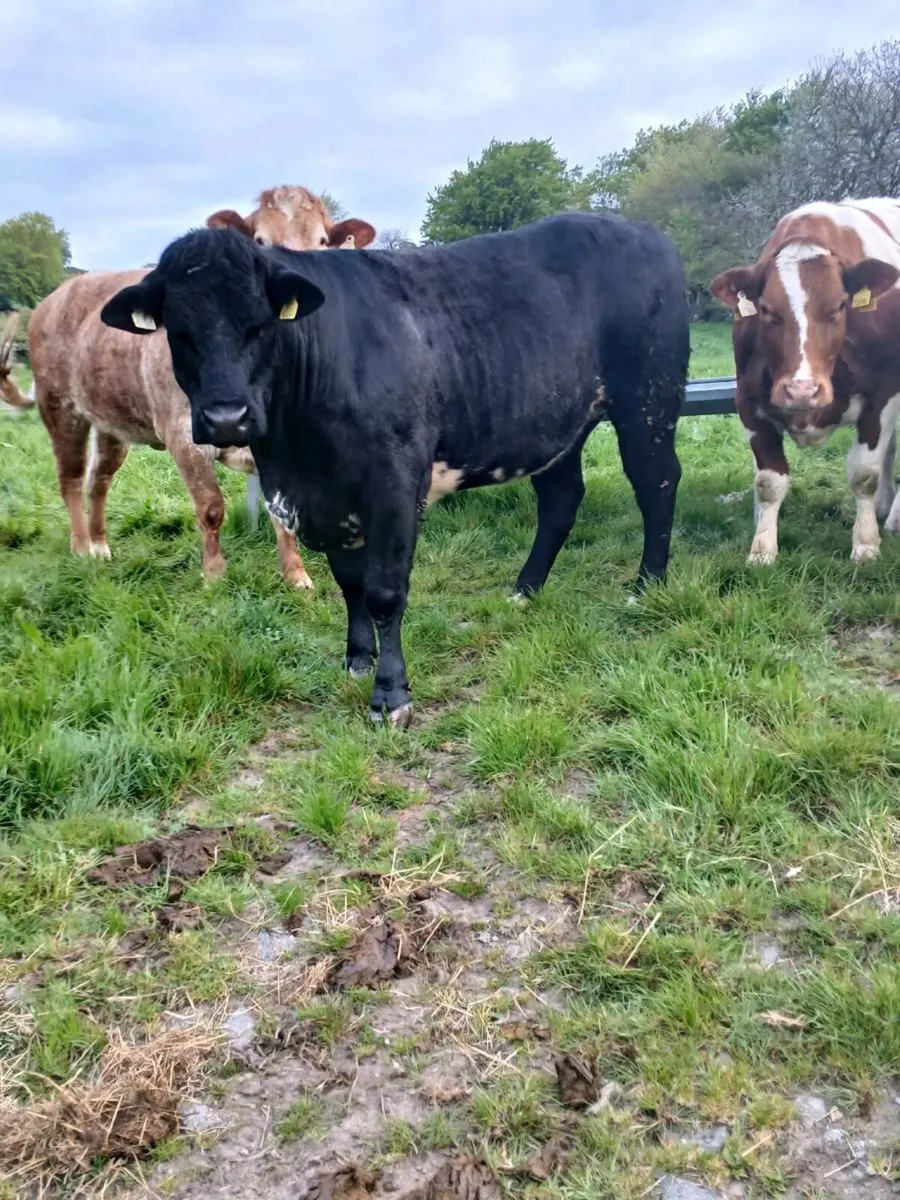 9 in calf heifers - Image 4