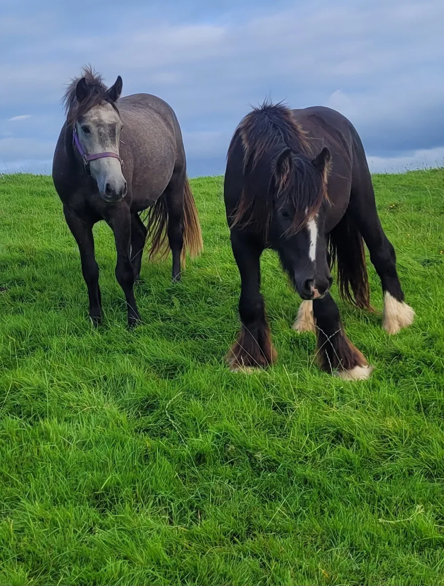Geldings - Image 1
