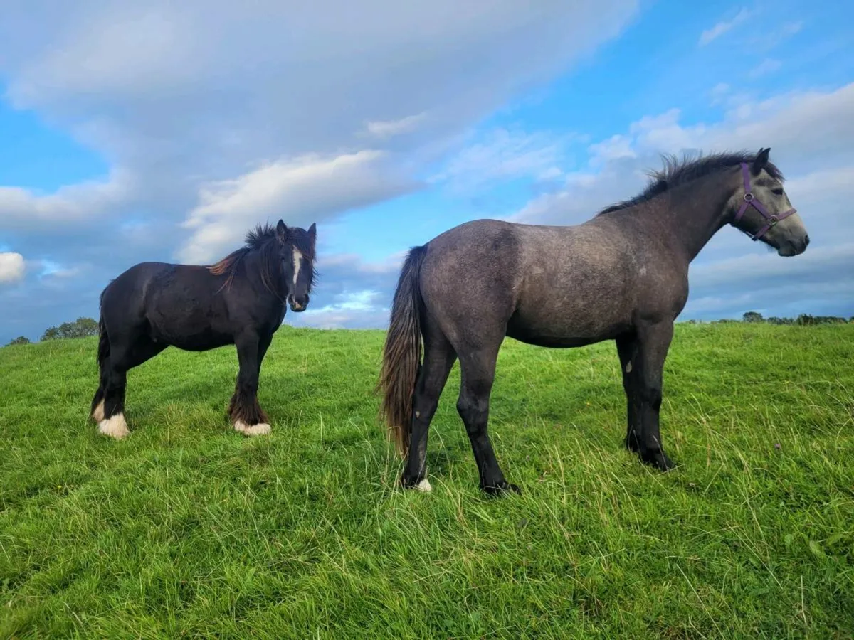 Geldings - Image 2