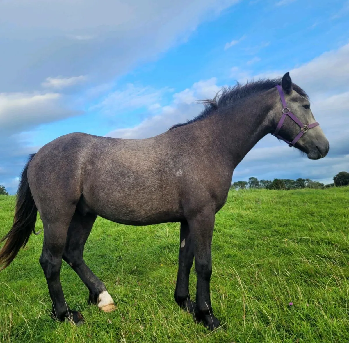 Geldings - Image 3