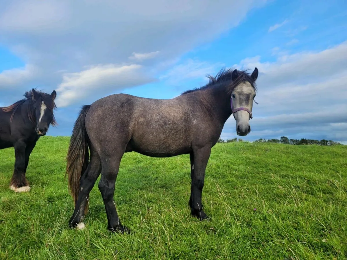 Geldings - Image 4