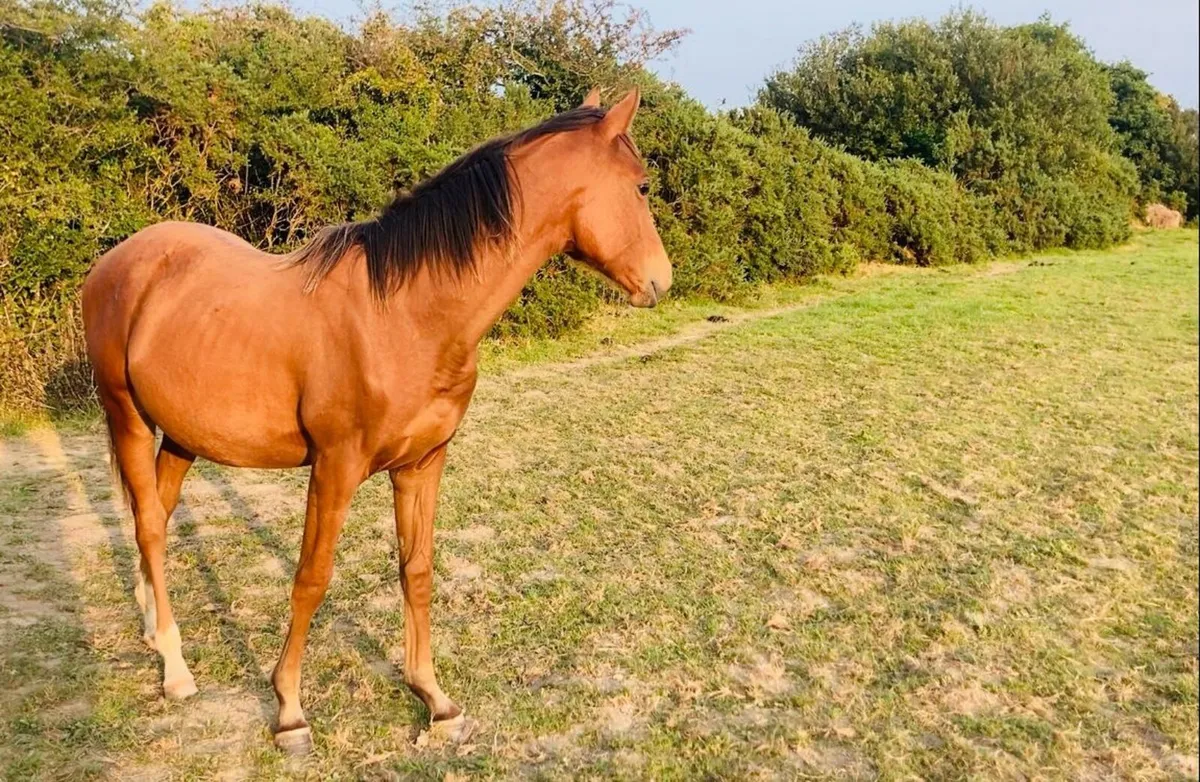 Yearling Arabian/ID X - Image 2