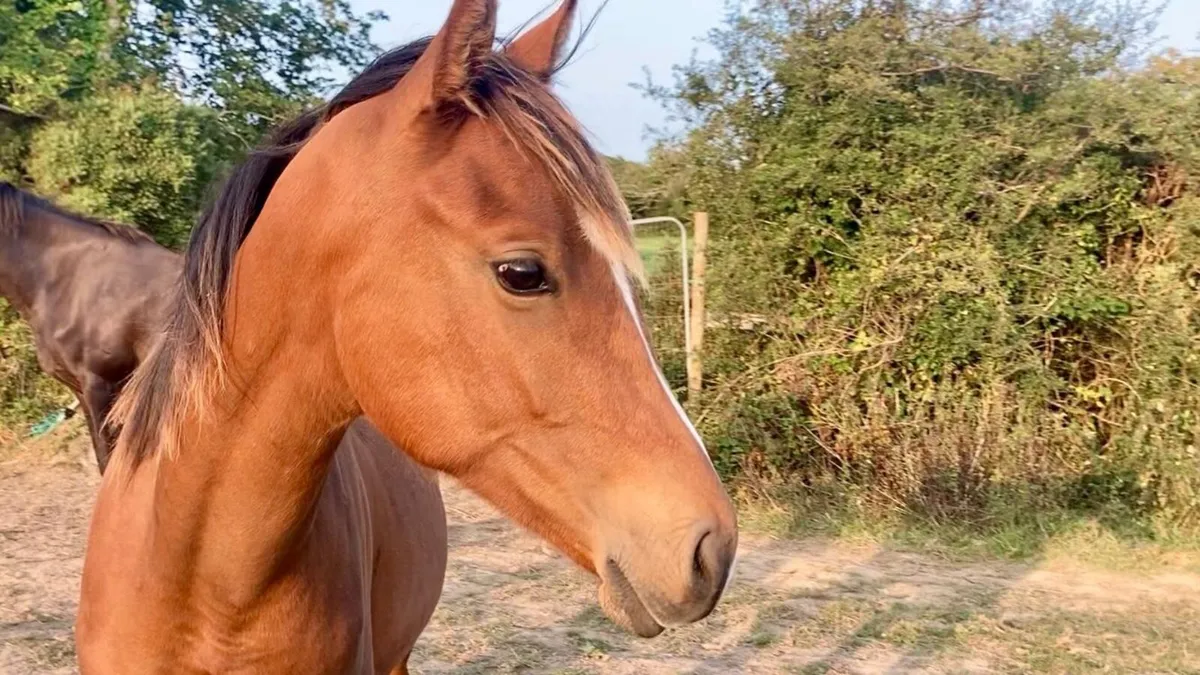 Yearling Arabian/ID X - Image 3