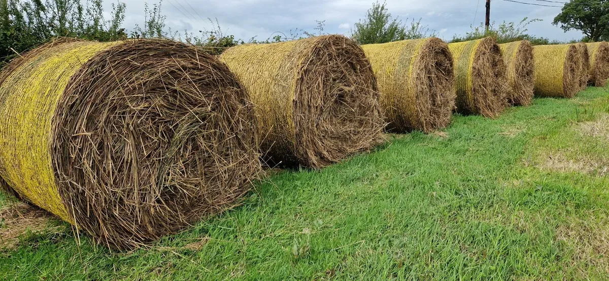 Bales of Rushes - Image 2