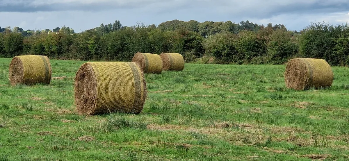 Bales of Rushes - Image 3