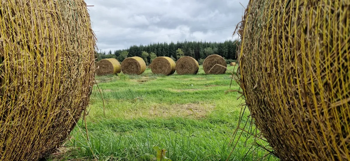 Bales of Rushes - Image 4