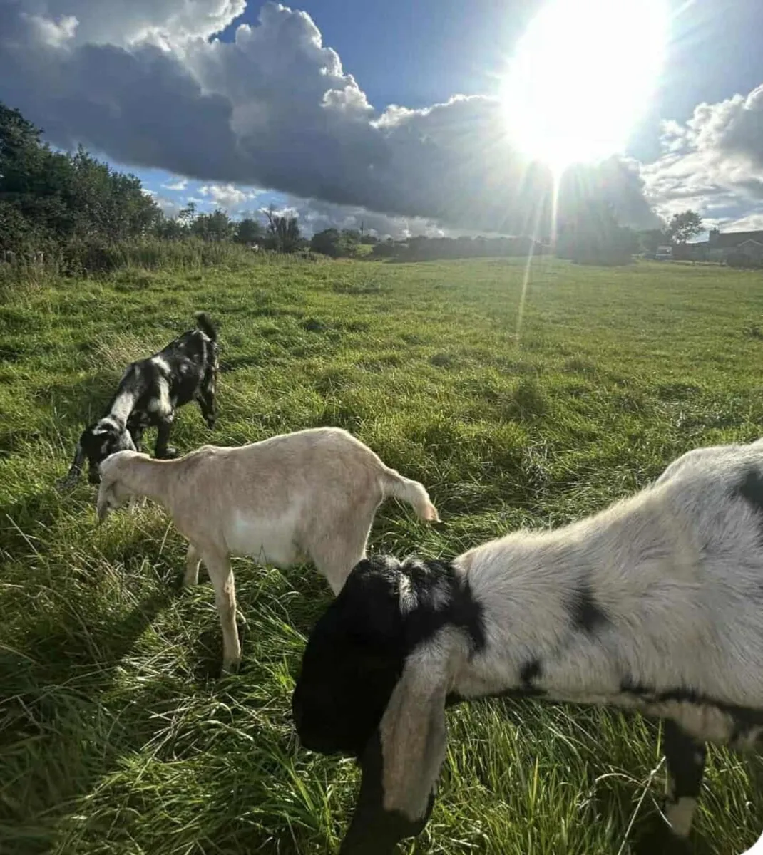 Goat - Image 1