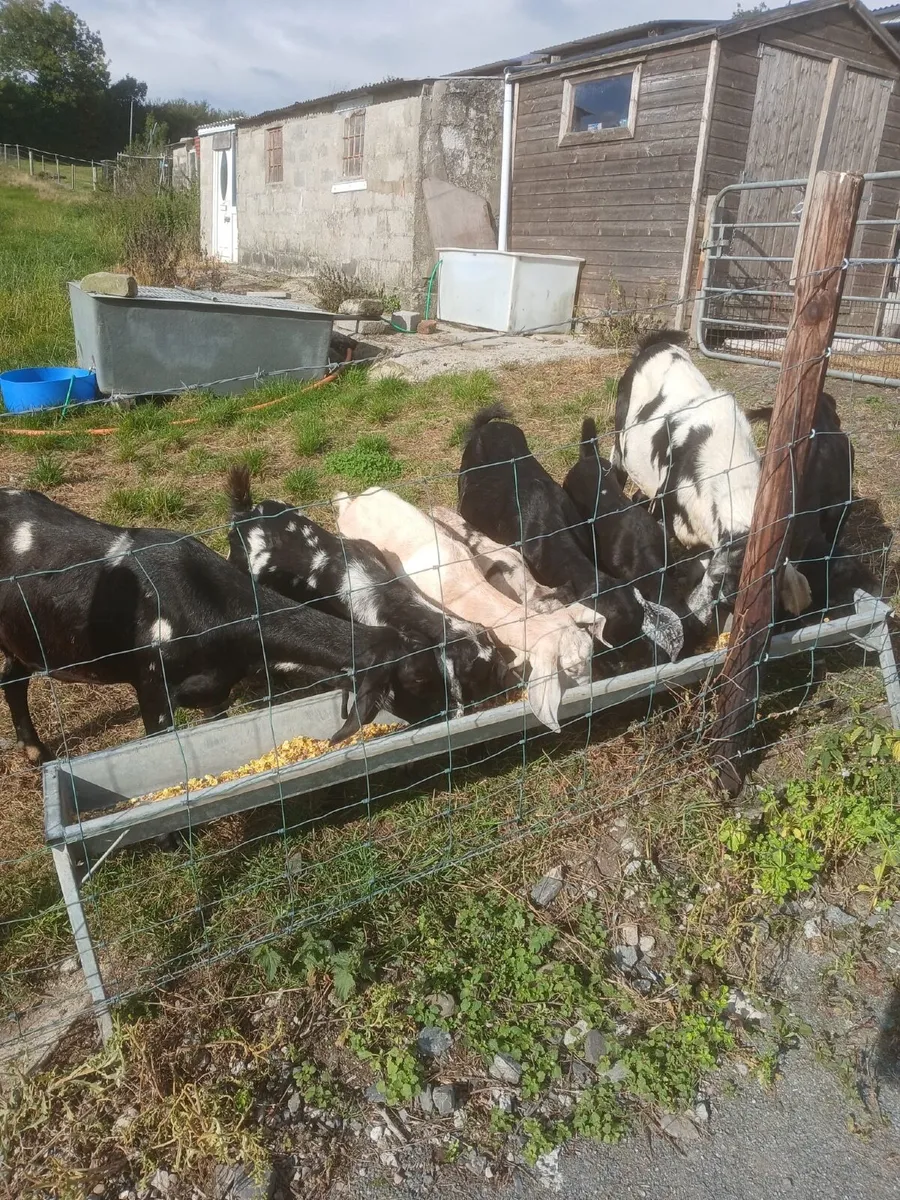Goat - Image 2