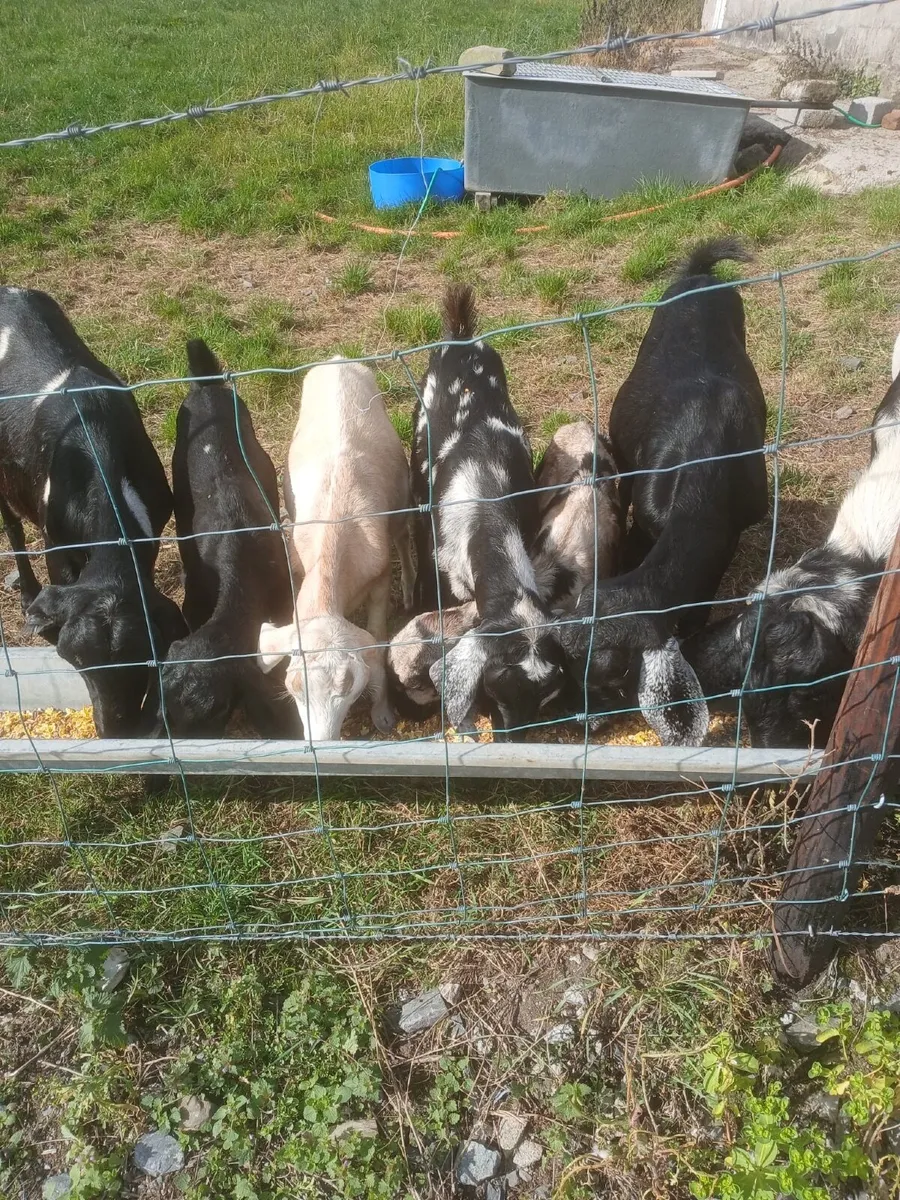 Goat - Image 3