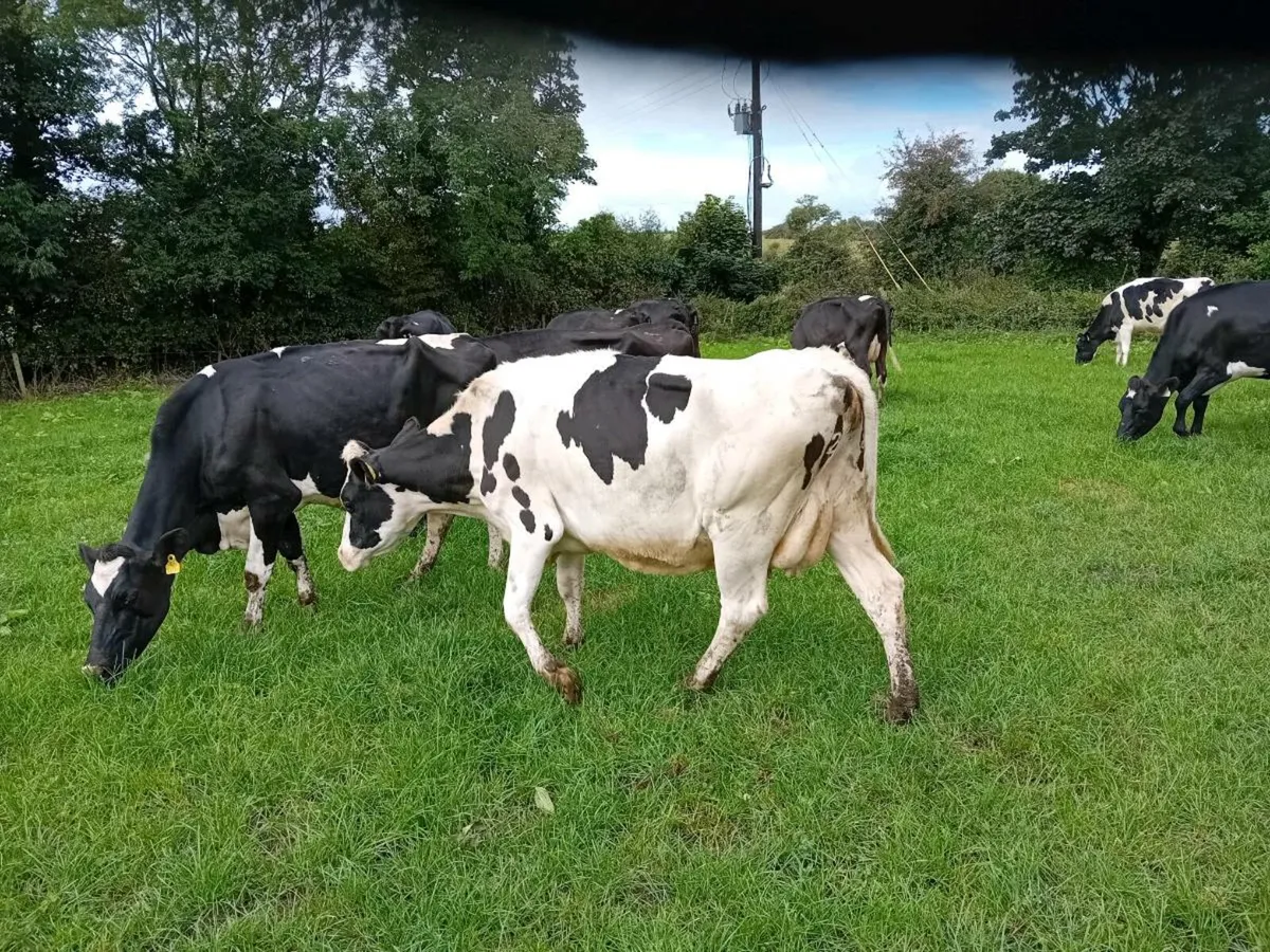 Empty milking cows - Image 1