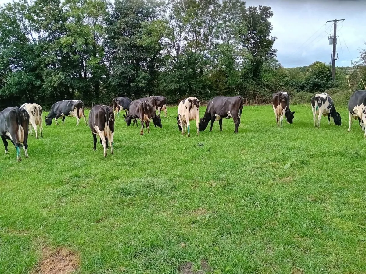 Empty milking cows - Image 2