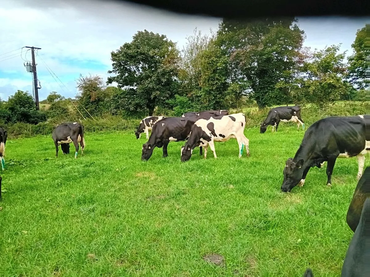 Empty milking cows - Image 3