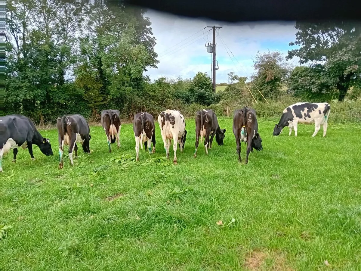 Empty milking cows - Image 4