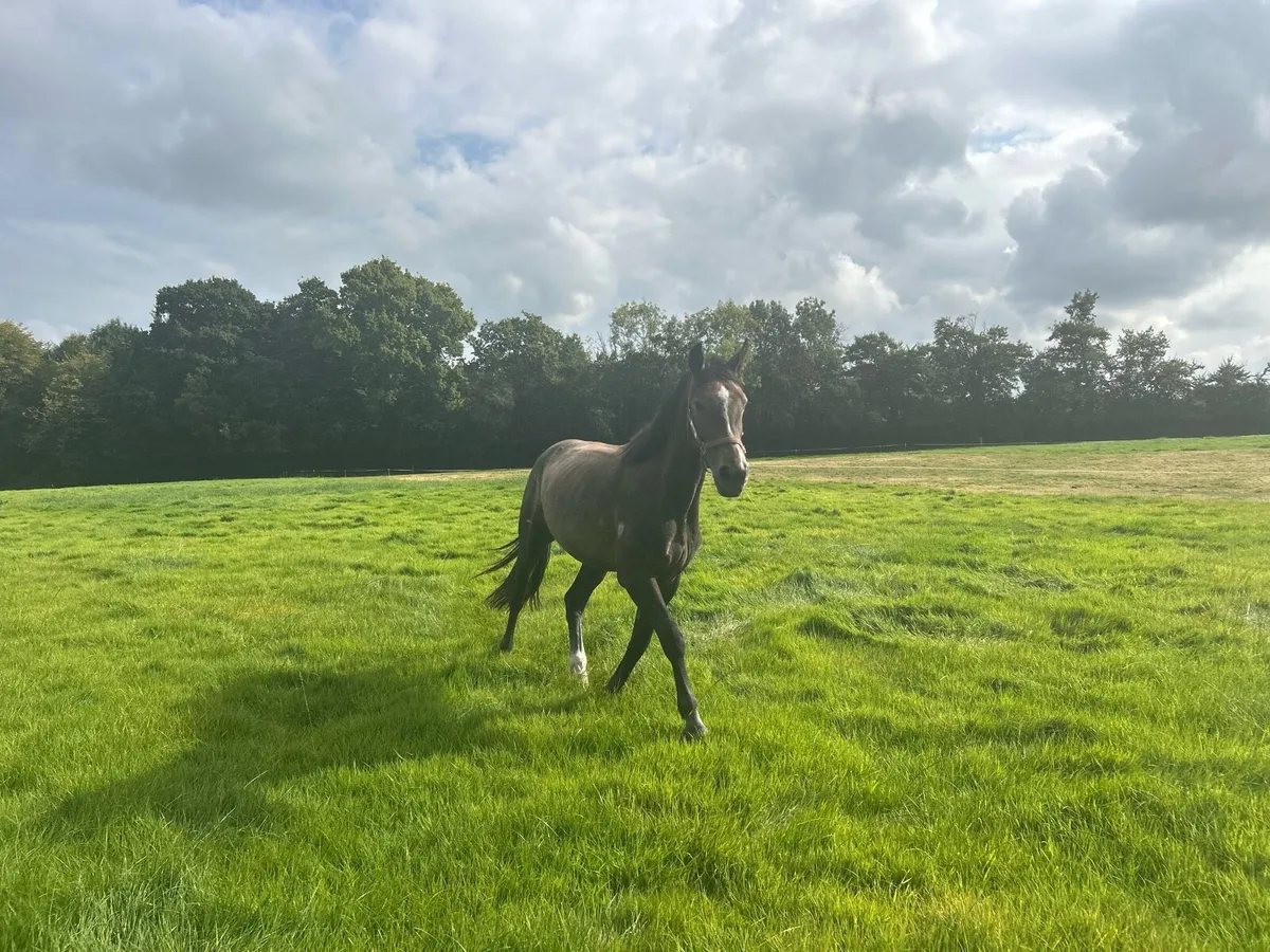 2 yr old gelding - Image 1