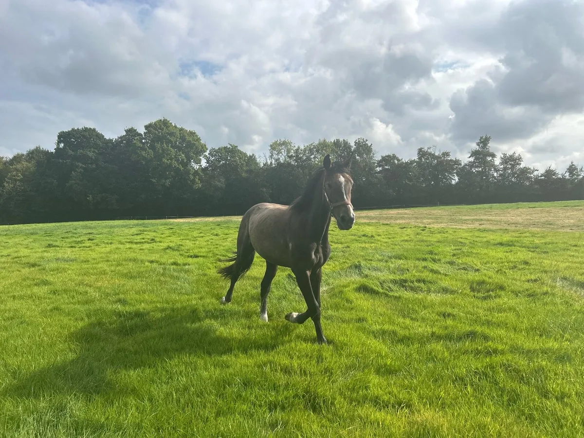 2 yr old gelding - Image 2