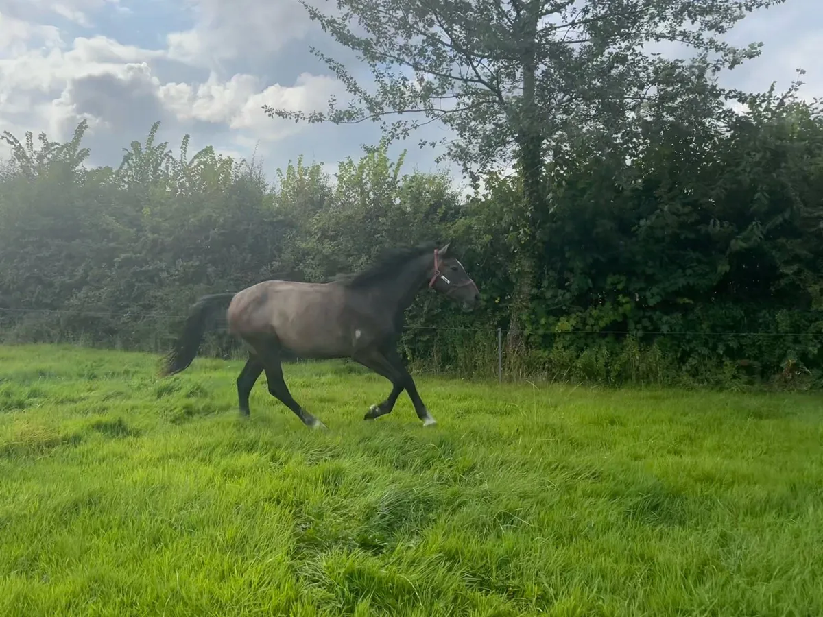 2 yr old gelding - Image 3