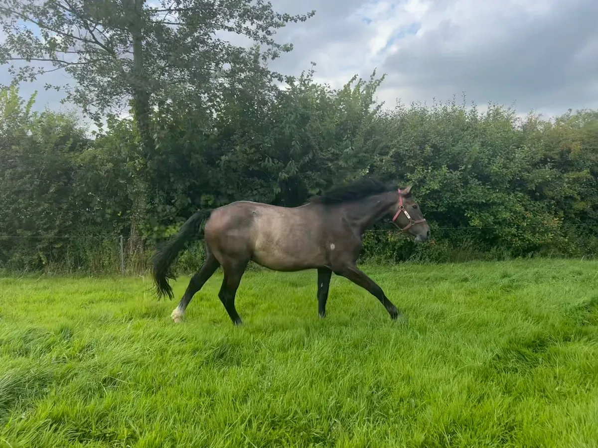 2 yr old gelding - Image 4