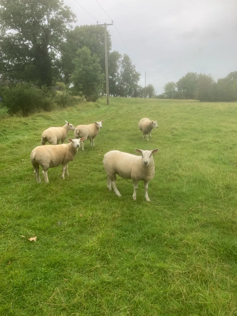 Ewe Lambs - Image 1