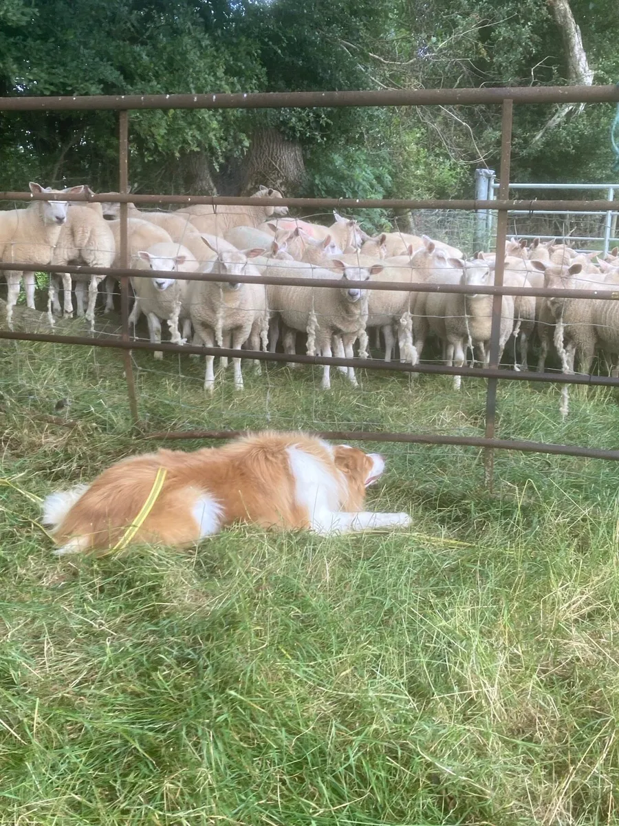 Ewe Lambs - Image 2