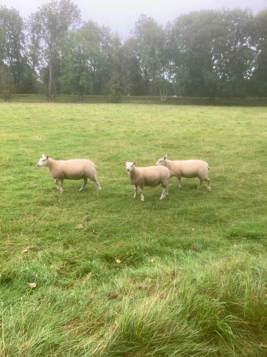 Ewe Lambs - Image 3