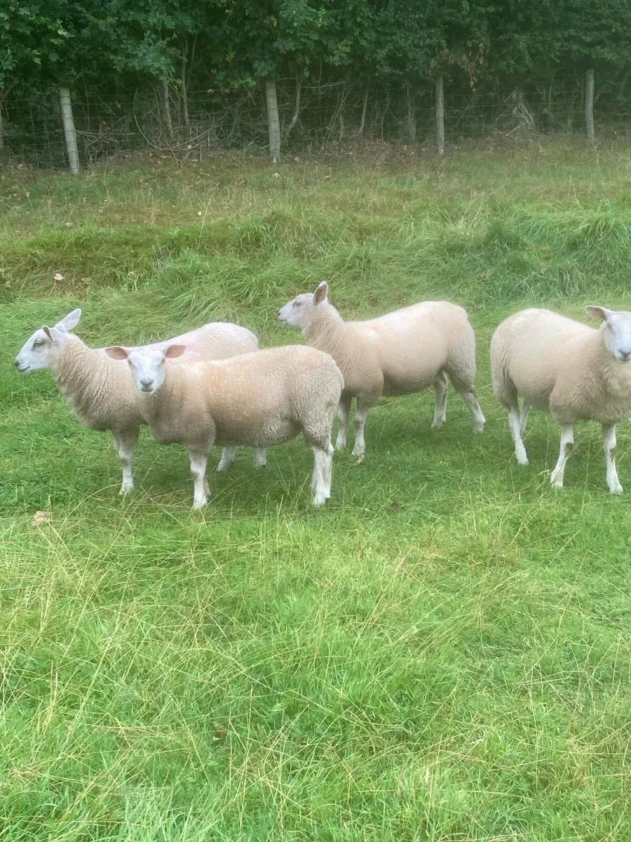 Ewe Lambs - Image 4