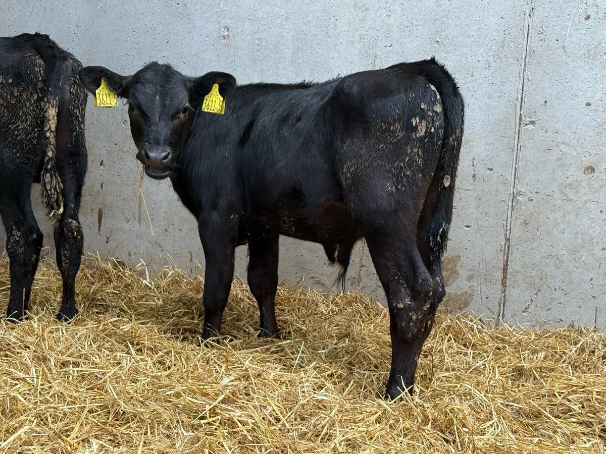 3 Month Old Aberdeen Angus Calves - Image 1