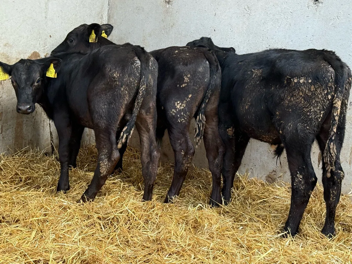 3 Month Old Aberdeen Angus Calves - Image 2