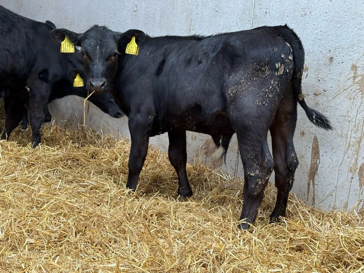 3 Month Old Aberdeen Angus Calves - Image 3