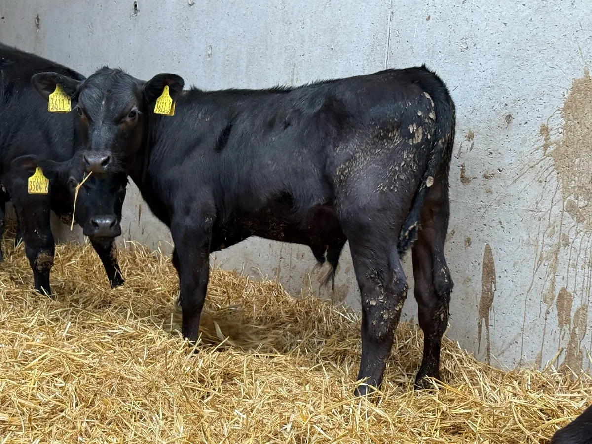 3 Month Old Aberdeen Angus Calves - Image 4