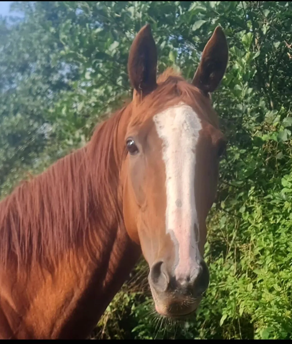 6year old 15'2" TB mare. - Image 1