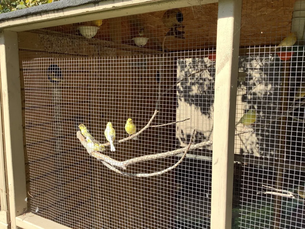 Bird’s - Image 3