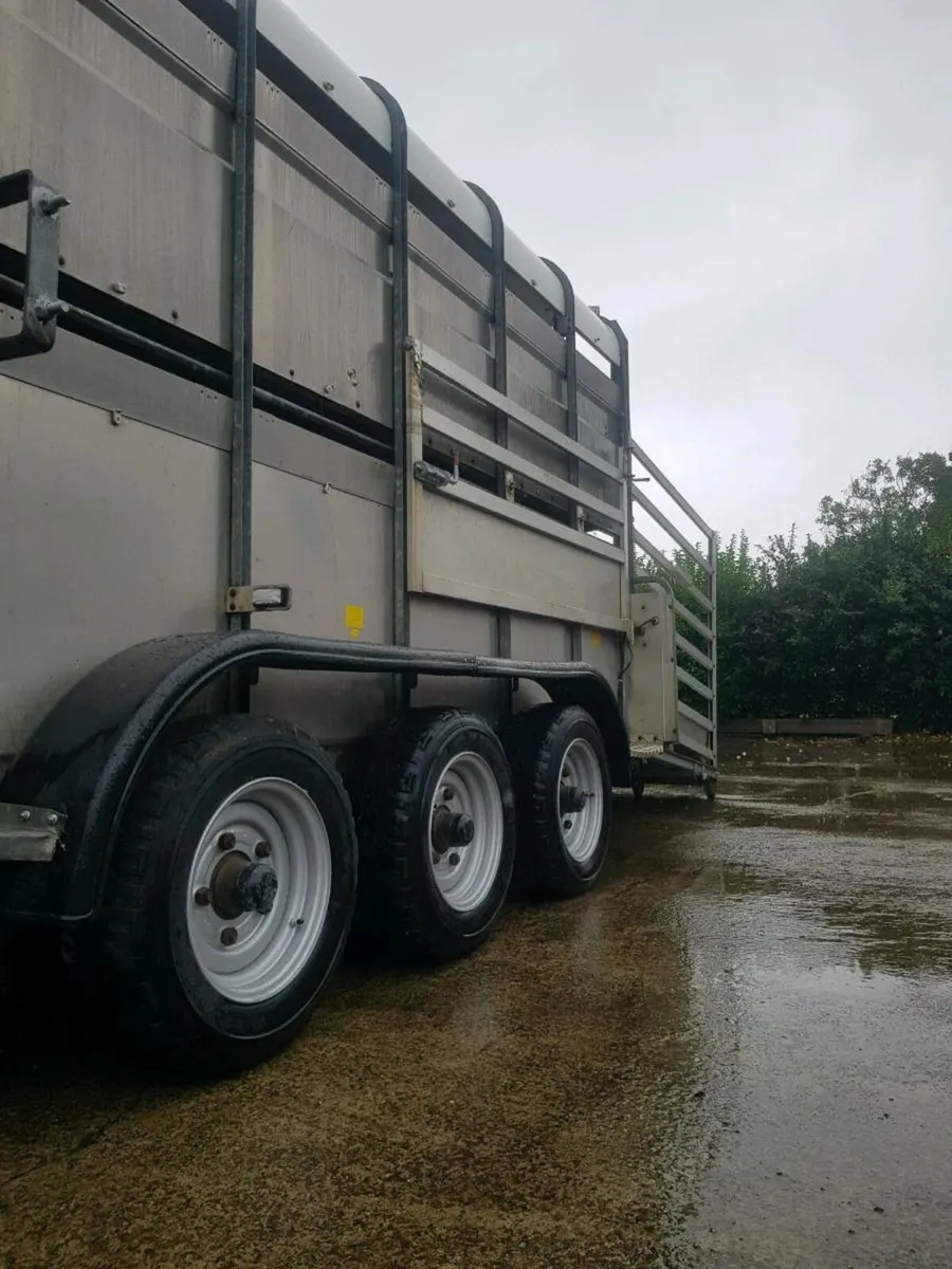 14ft tri axle sheep trailer with decks - Image 3
