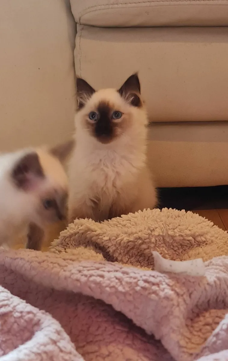 Ragdoll kittens 😸 - Image 1