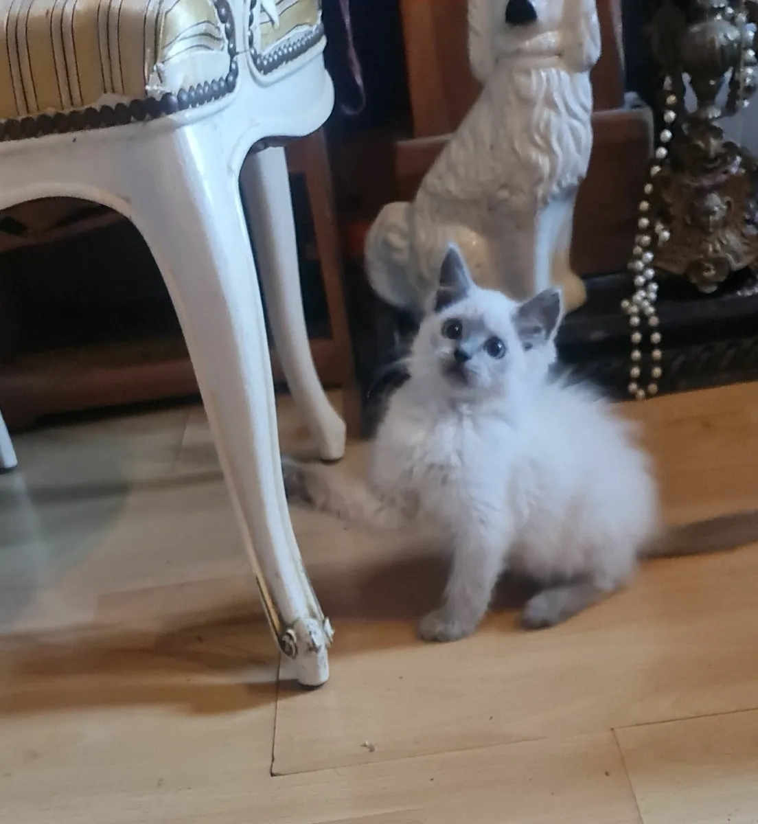 Ragdoll kittens 😸 - Image 1