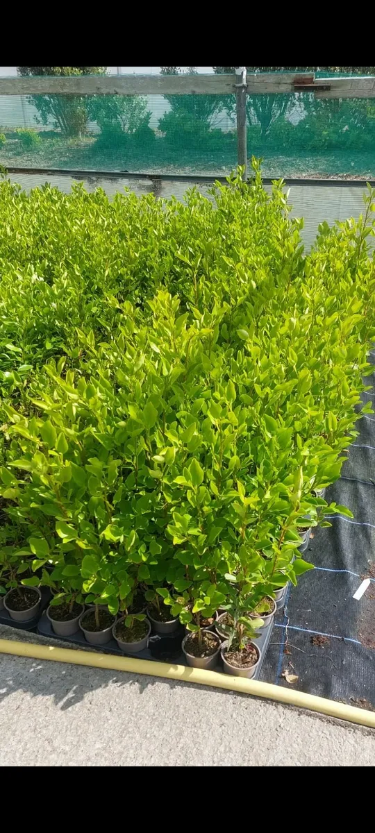 Griselinia Hedging - Image 3