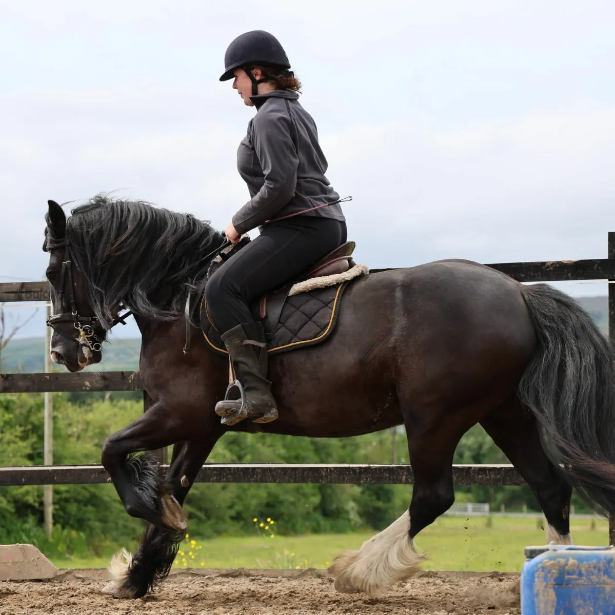 Cairnview Kerry - 5 Year Old Cob Mare - Image 3