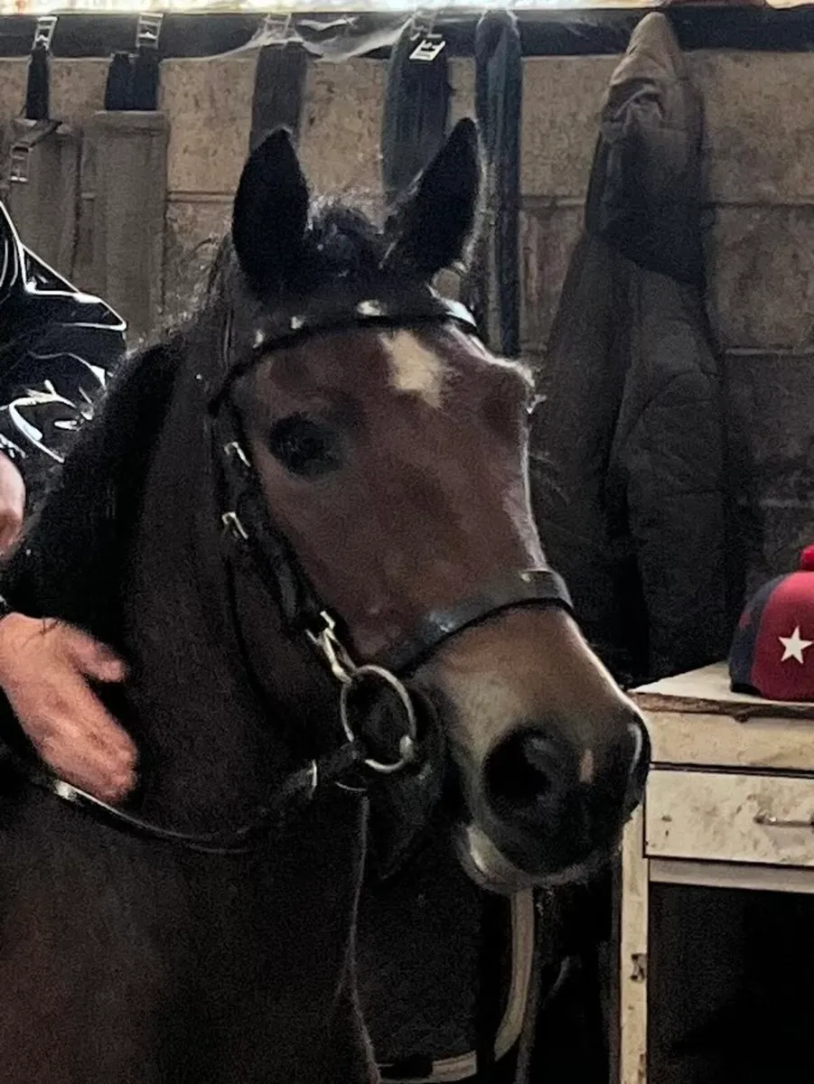 5 year old riding pony c. 12.2 - Image 1