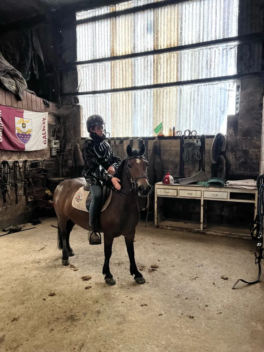 5 year old riding pony c. 12.2 - Image 2